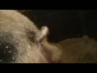 Furry dog animal sex with a kinky slut